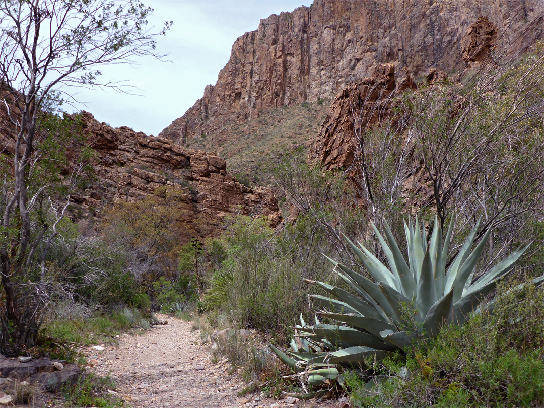 Agave beside the trail
