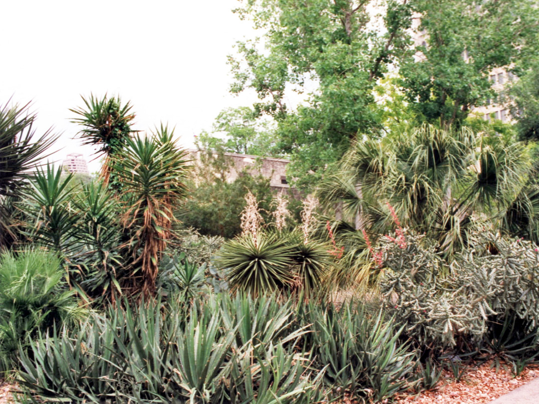 Yucca and agave