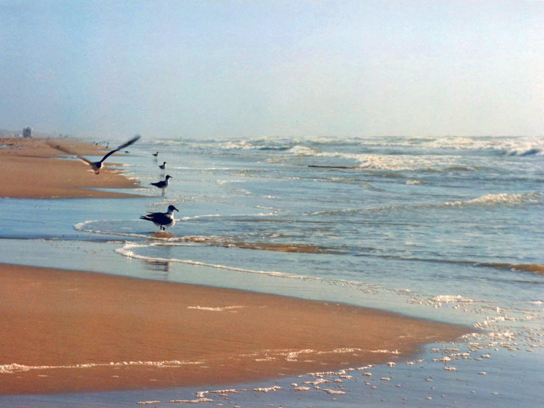 North Padre Island beach