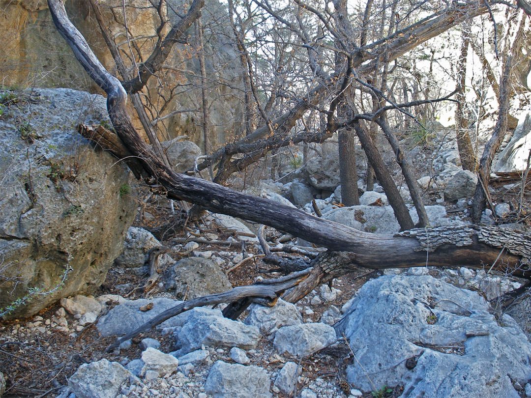 Trees and boulders