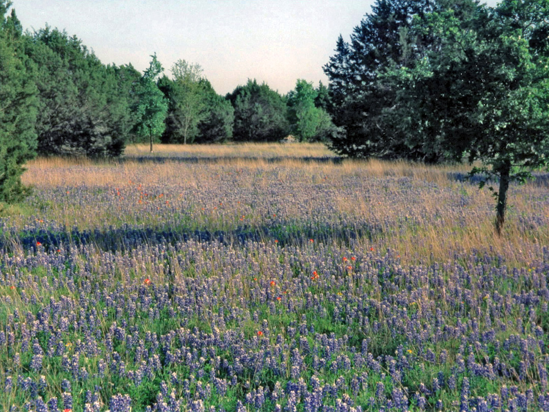 Texas bluebonnets at the campsite