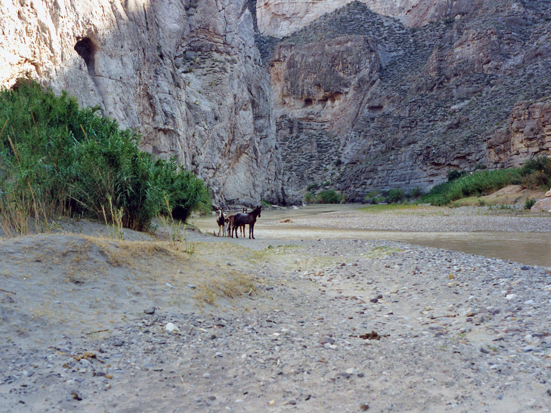 Horses in Boquillas Canyon