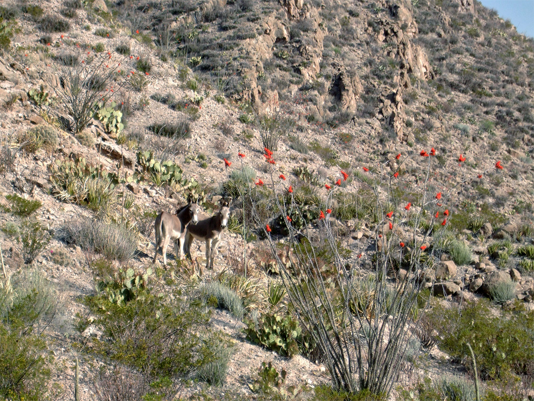 Burros by a flowering ocotillo