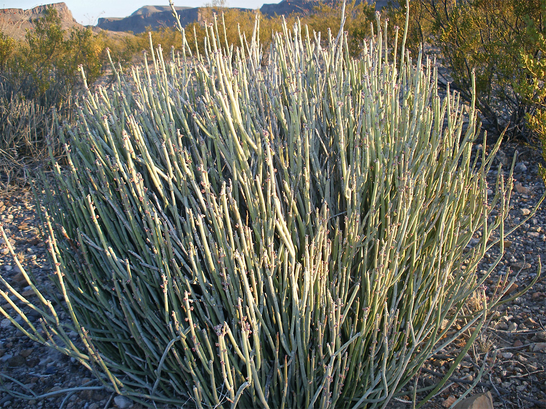 Candelilla