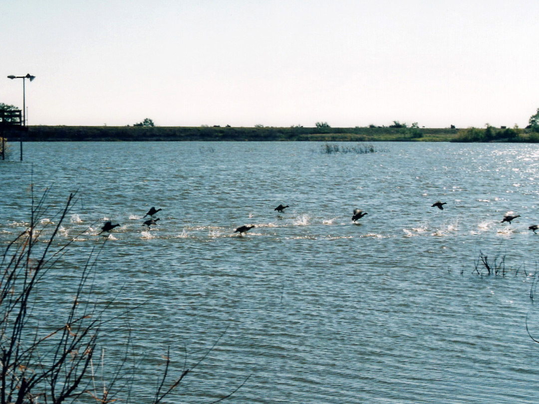 Ducks on Lake Theo