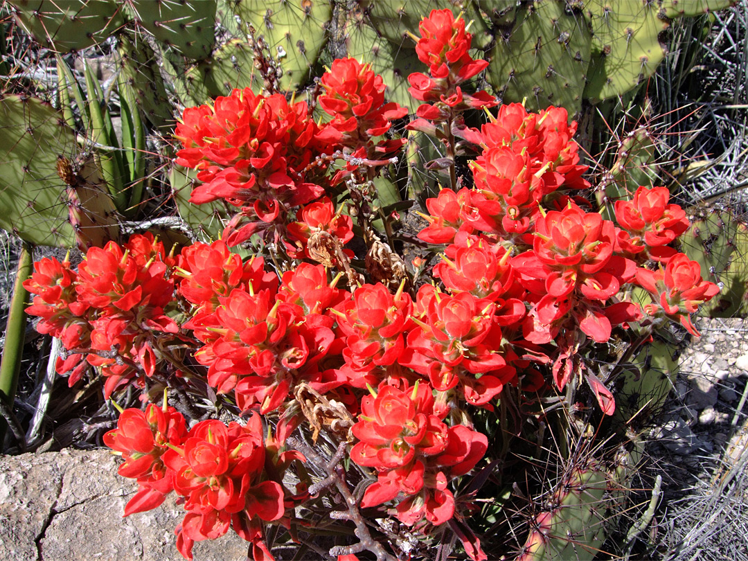 Flowers and cacti