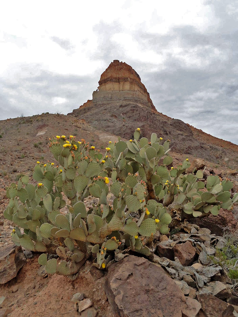 Castolon Peak