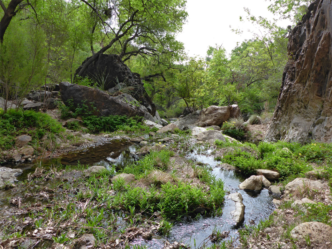 Cattail Creek