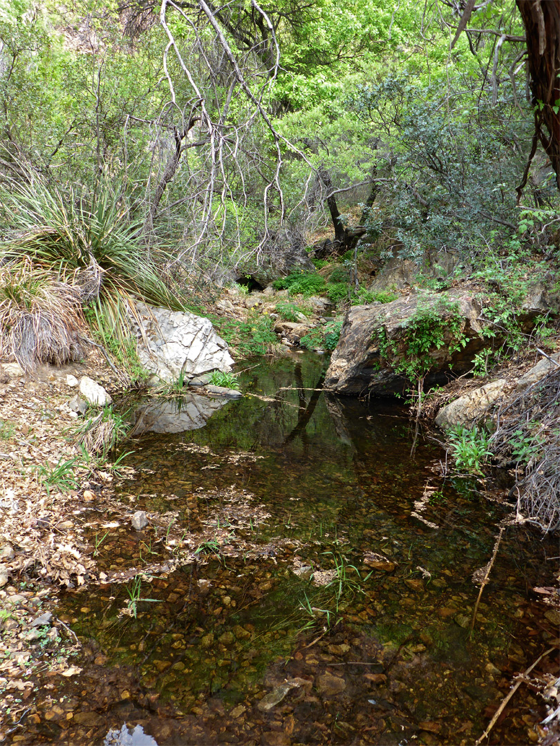 Calm section of the stream