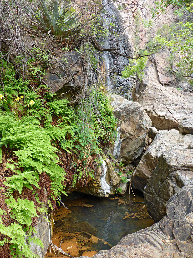 Ferns above a pool