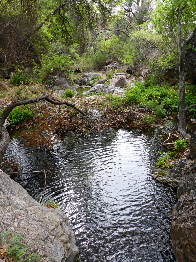 Large pool