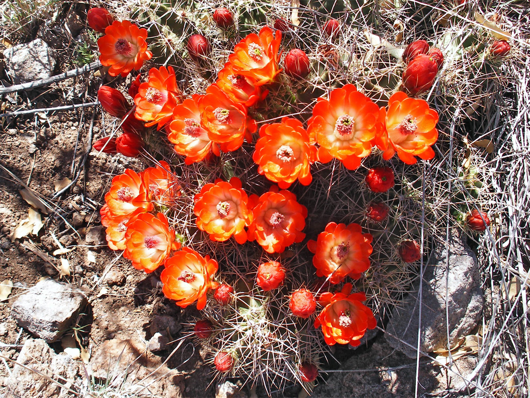 Bright orange flowers