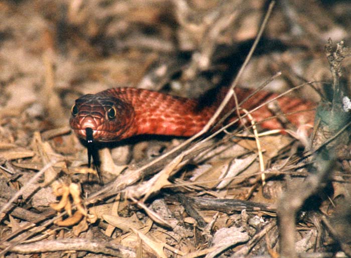 Western coachwhip