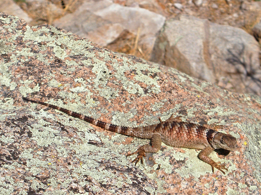 Crevice spiny lizard