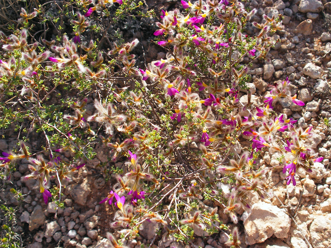 Flowering bush