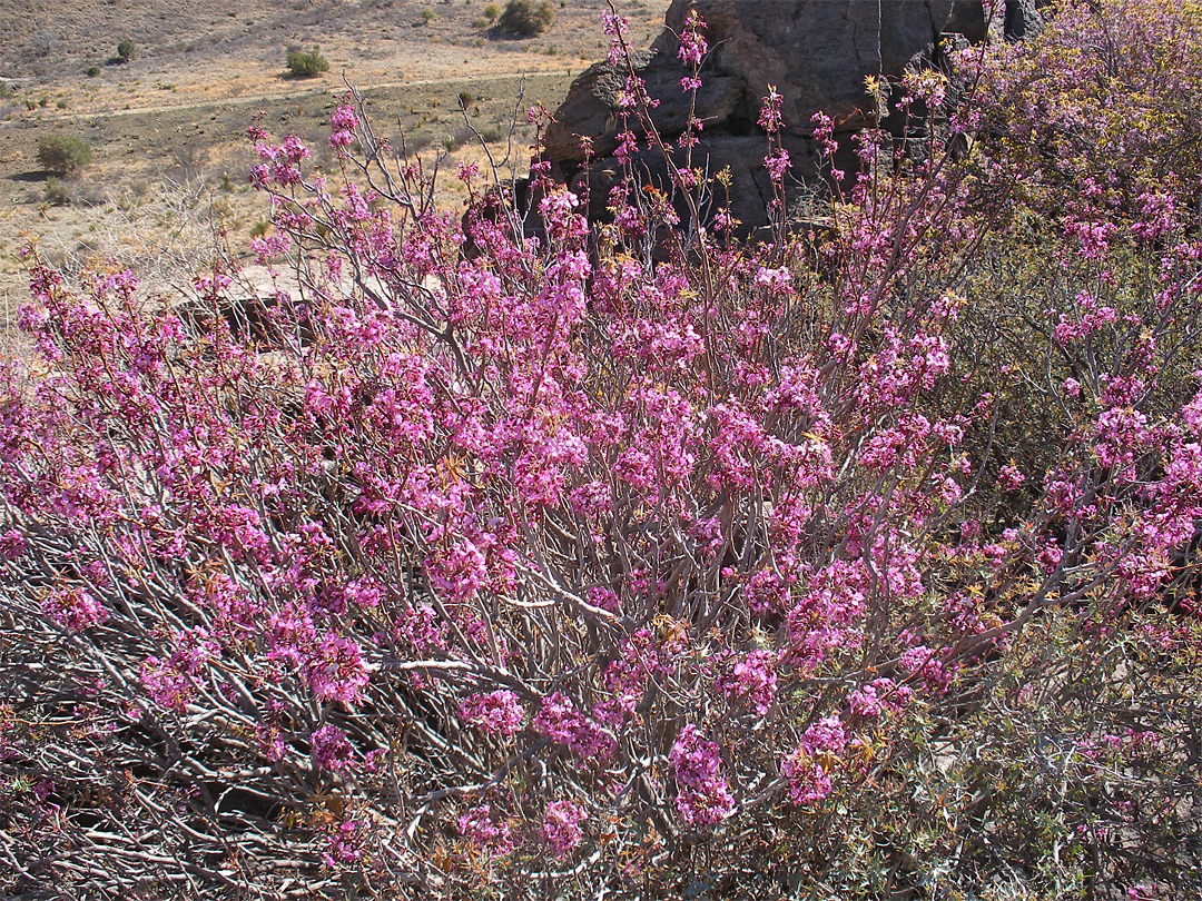 Pink bush