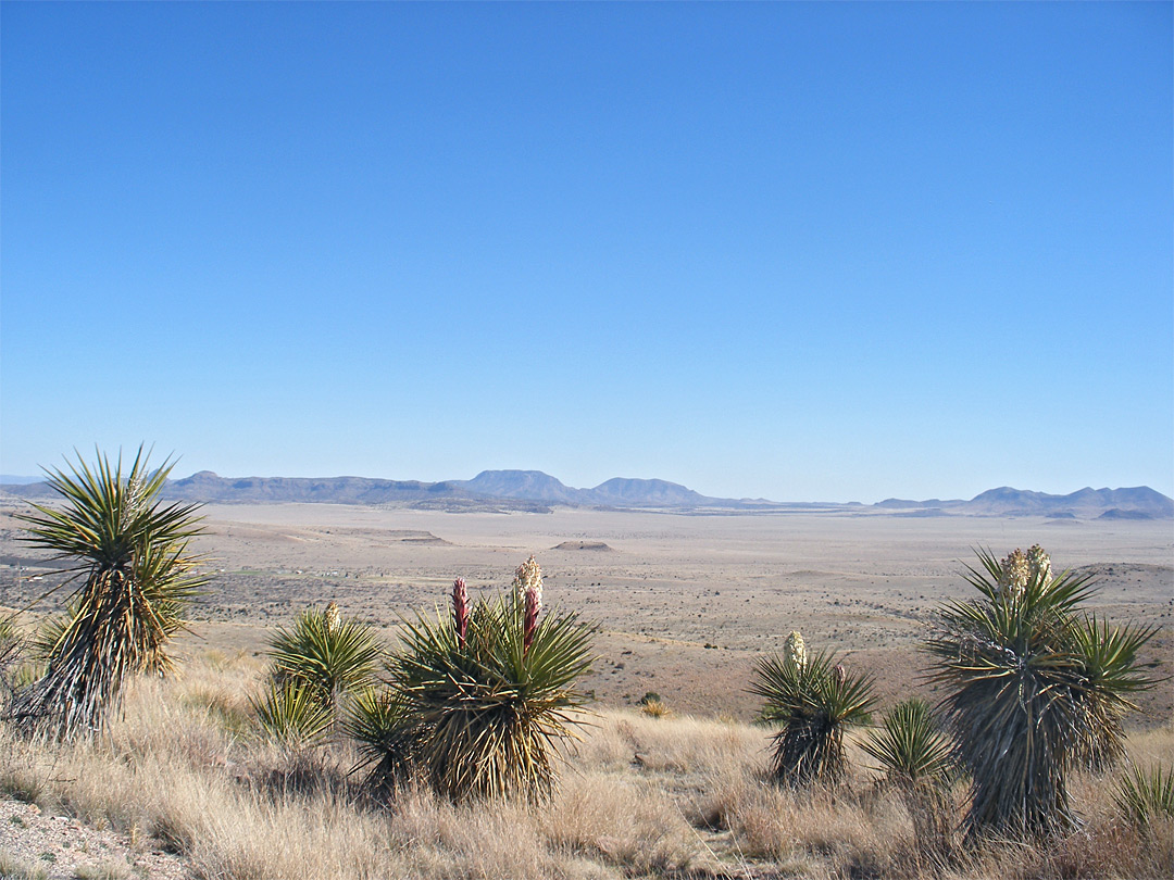 Yucca - desert view