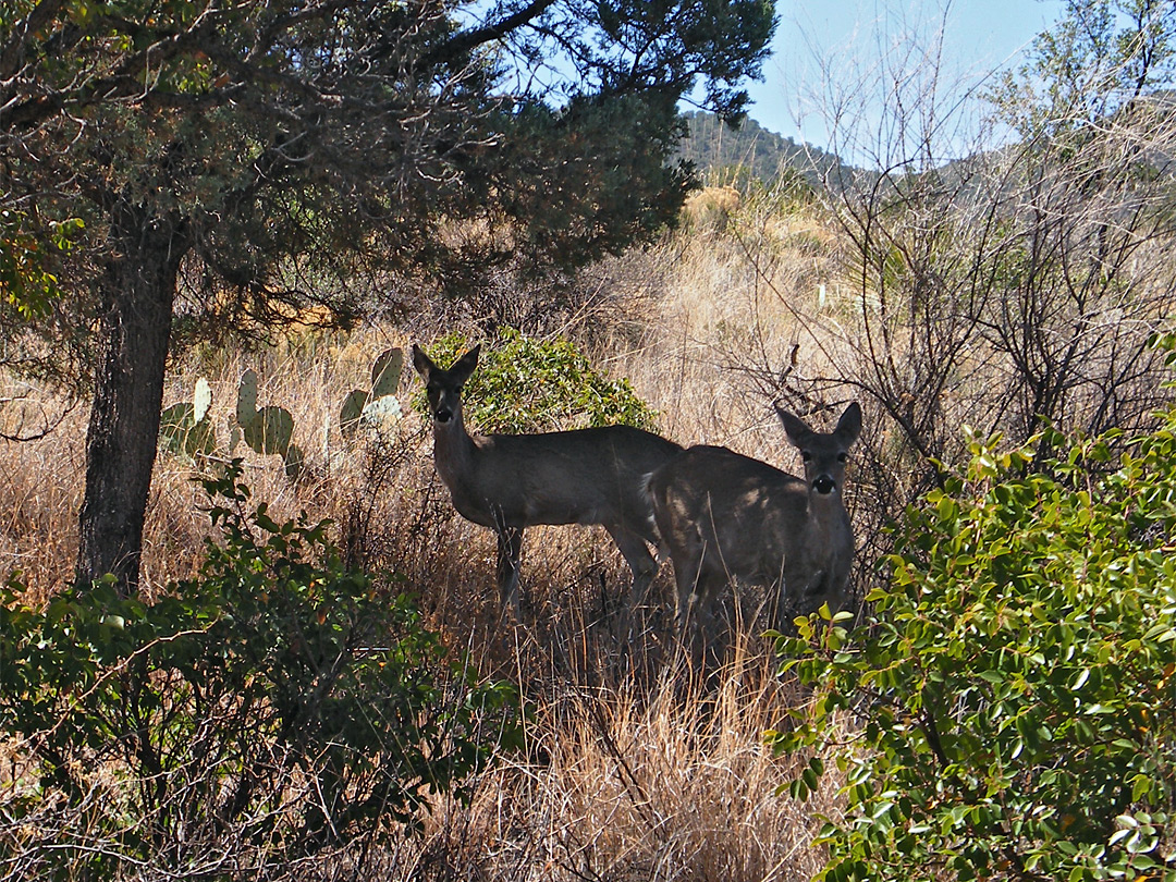 Deer in the woods