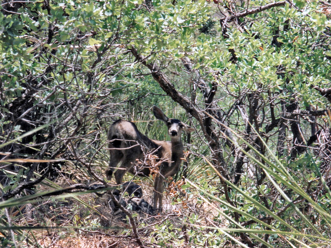 Mule deer