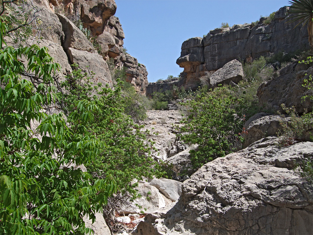 Bush in Devil's Den