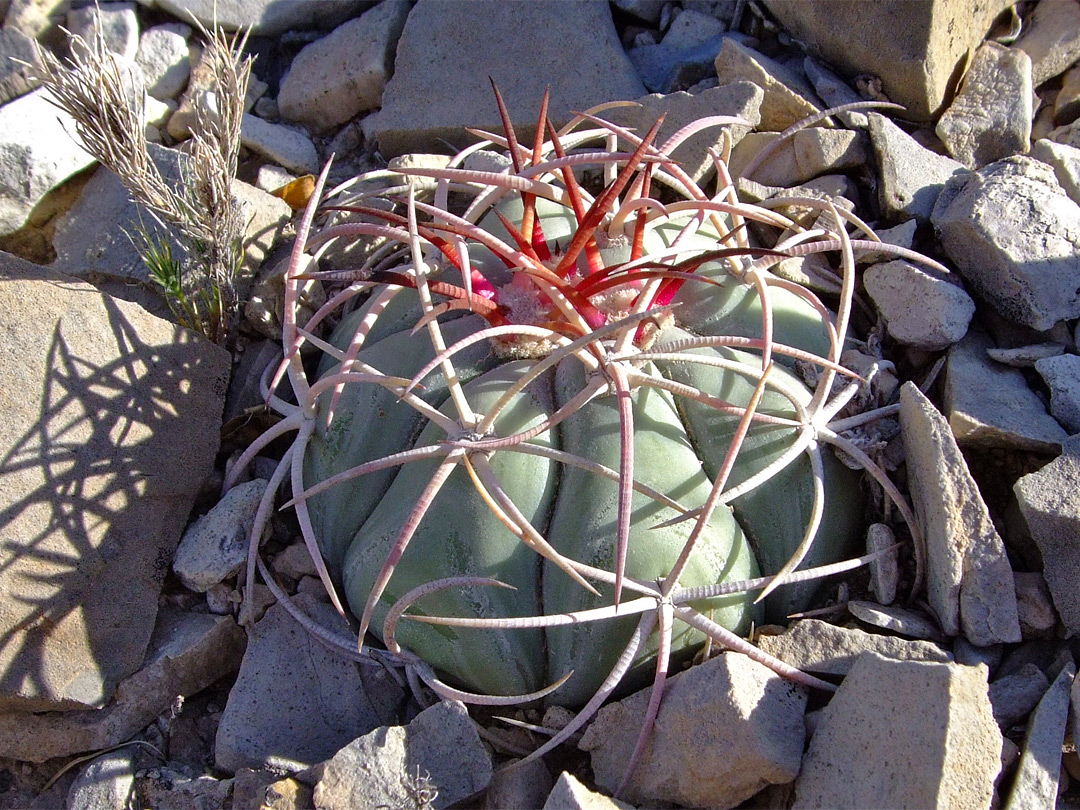 Echinocactus horizonthalonius (young specimen)