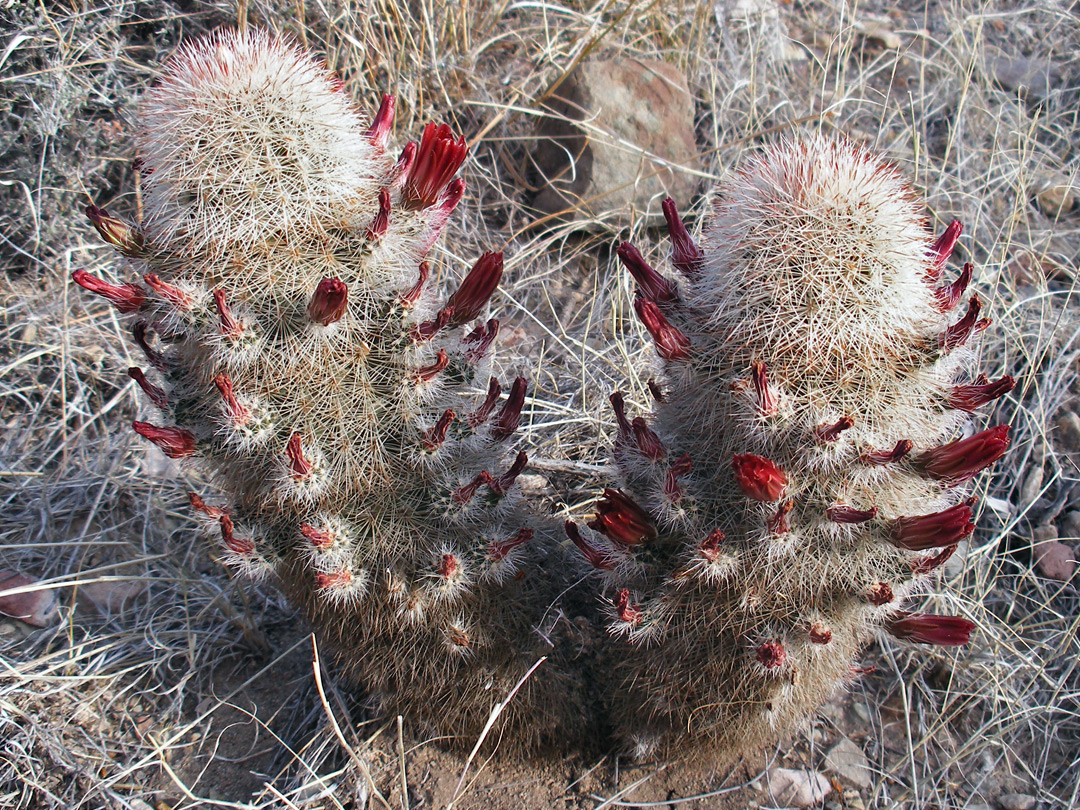 Echinocereus chloranthus in flower