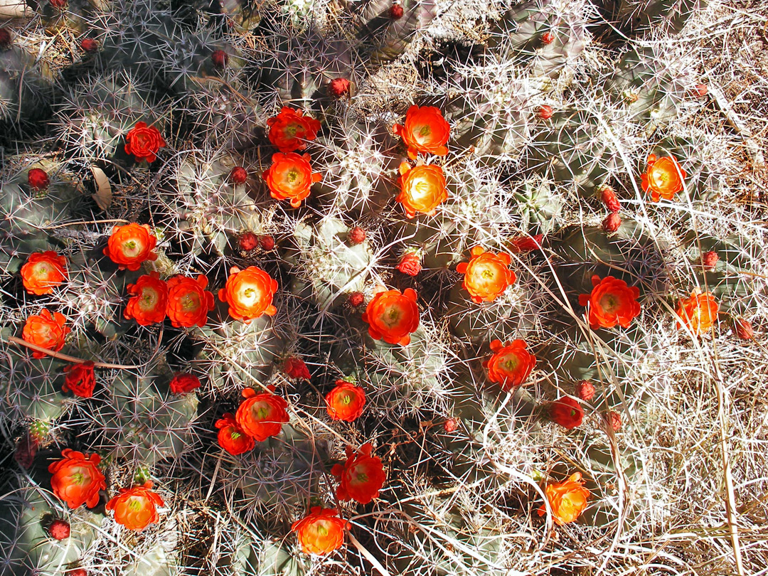 Echinocereus coccineus