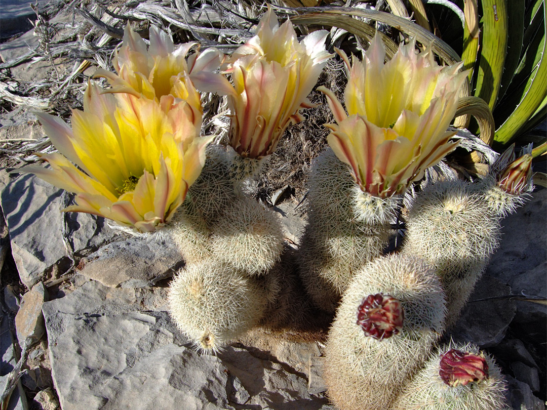 Showy yellow flowers