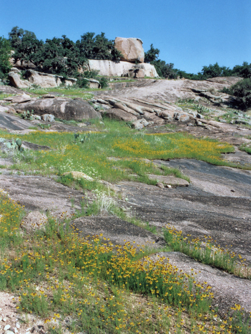 Flowers along the Loop Trail