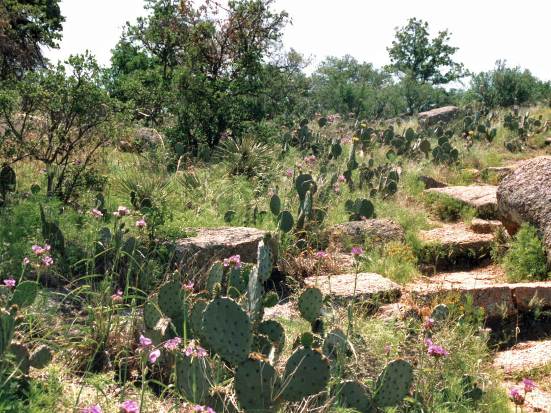 Cacti in Echo Canyon
