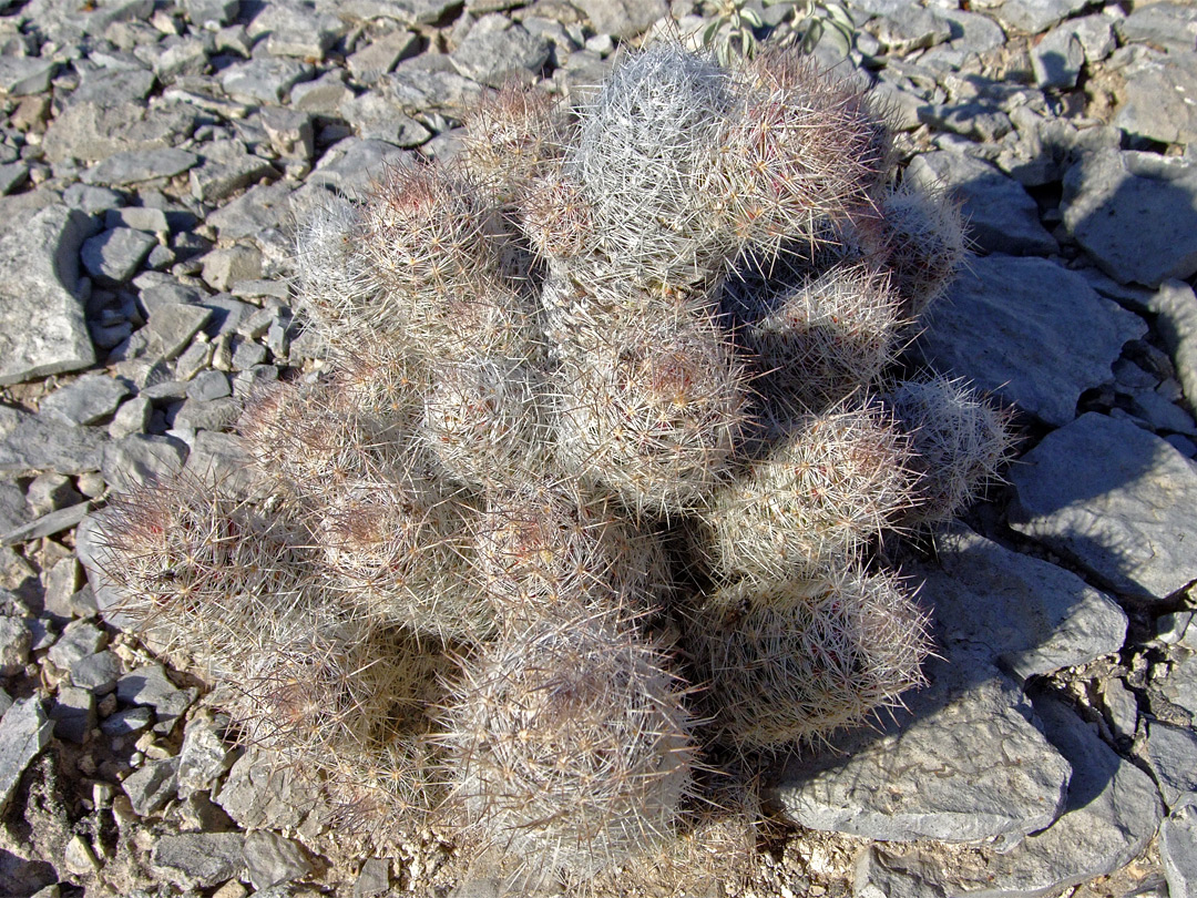 Escobaria tuberculosa