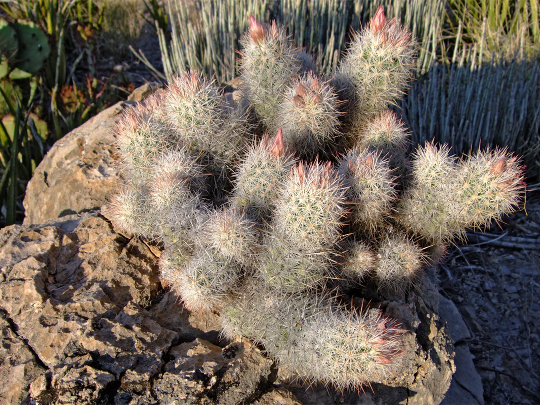 Pink buds