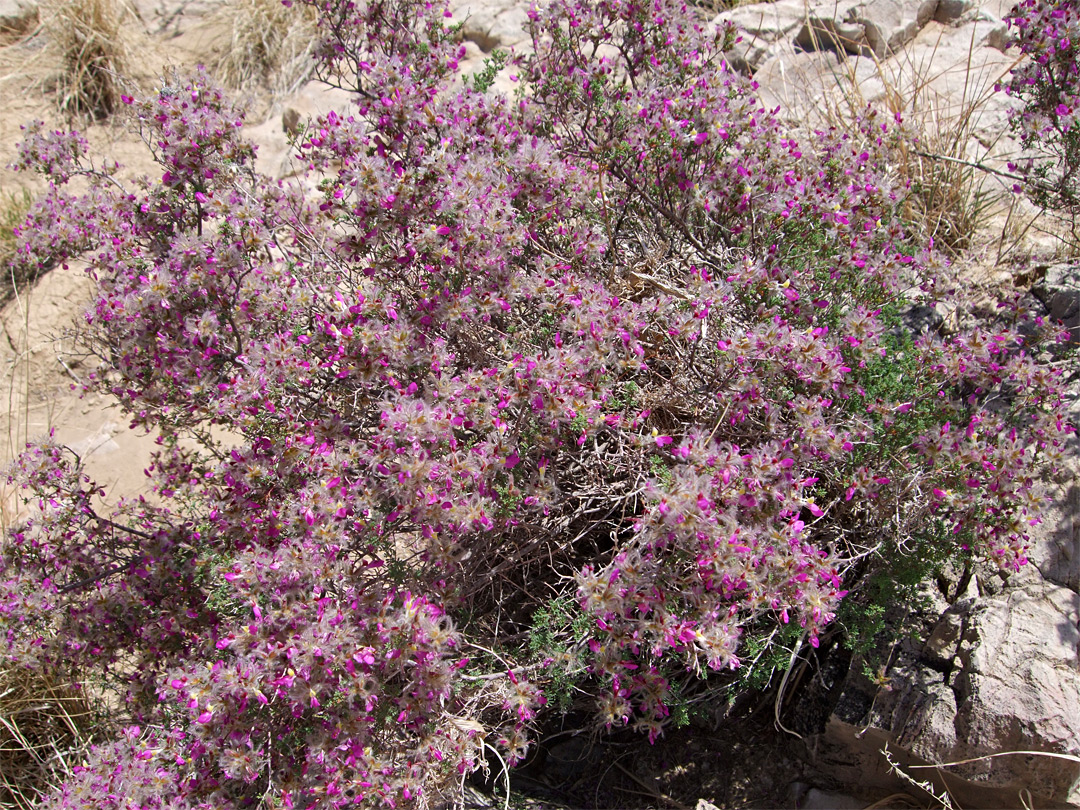 Many flowers