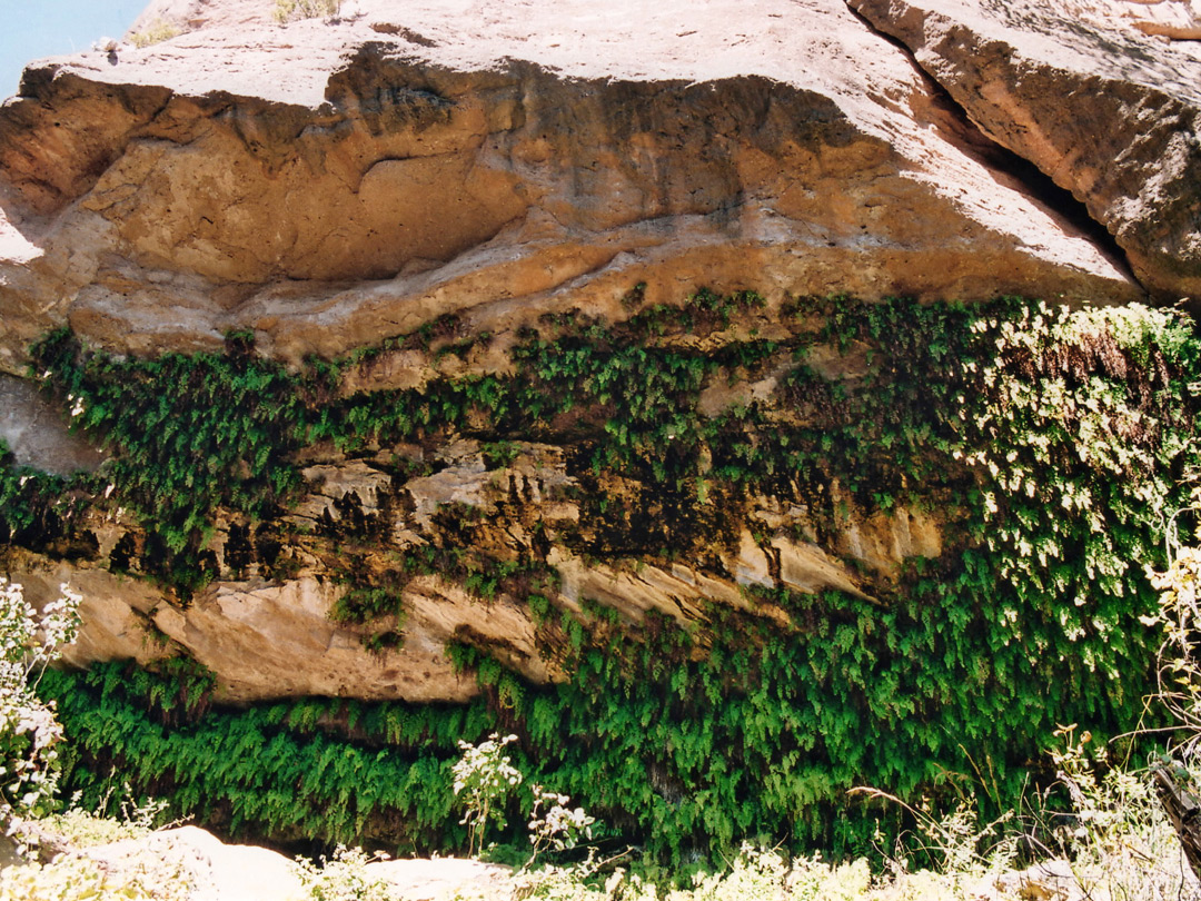 Hanging plants in Fern Cave