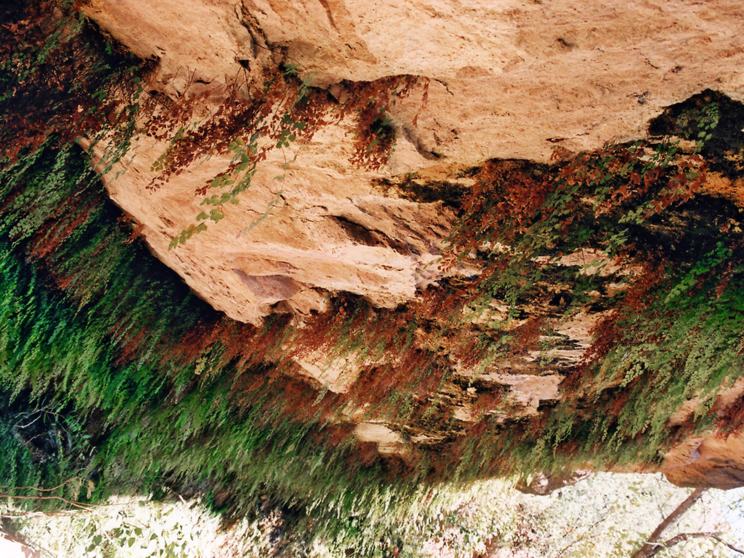 Fern Cave