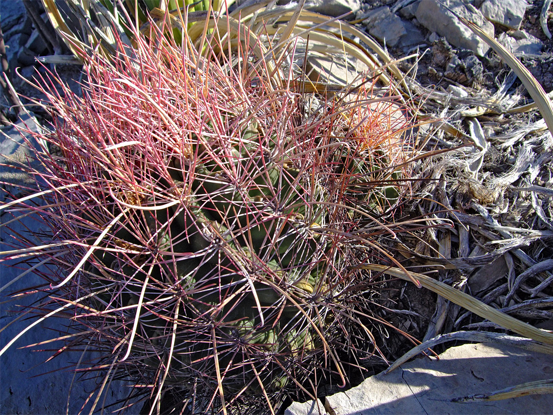 Ferocactus hamatacanthus