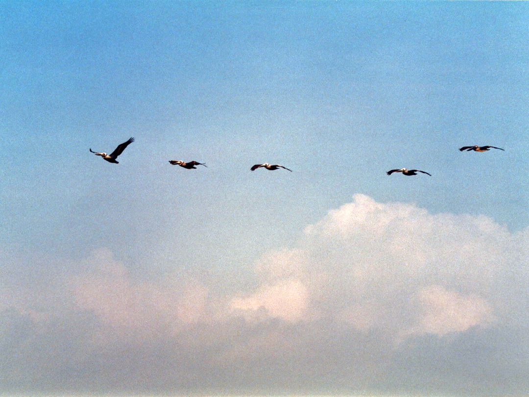 Formation of brown pelicans