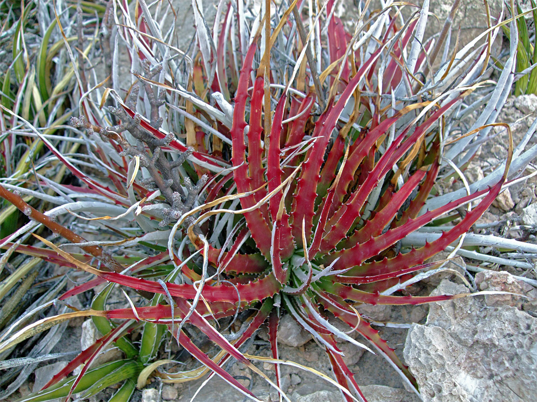 Red leaves