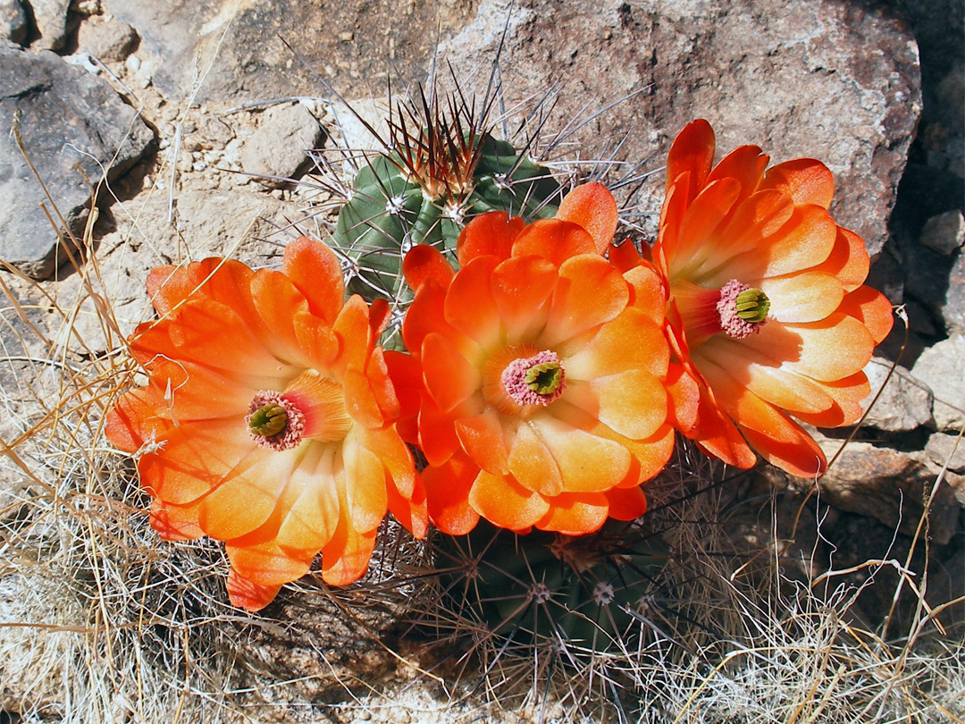 Three flowers