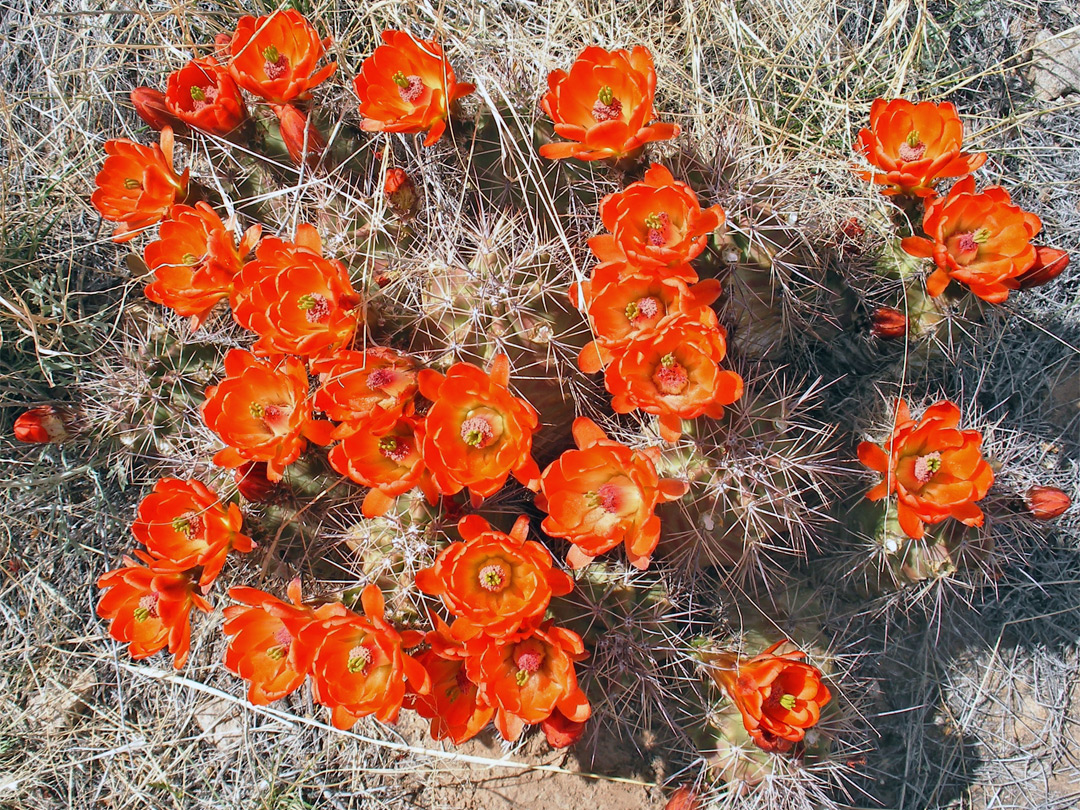 Many flowers