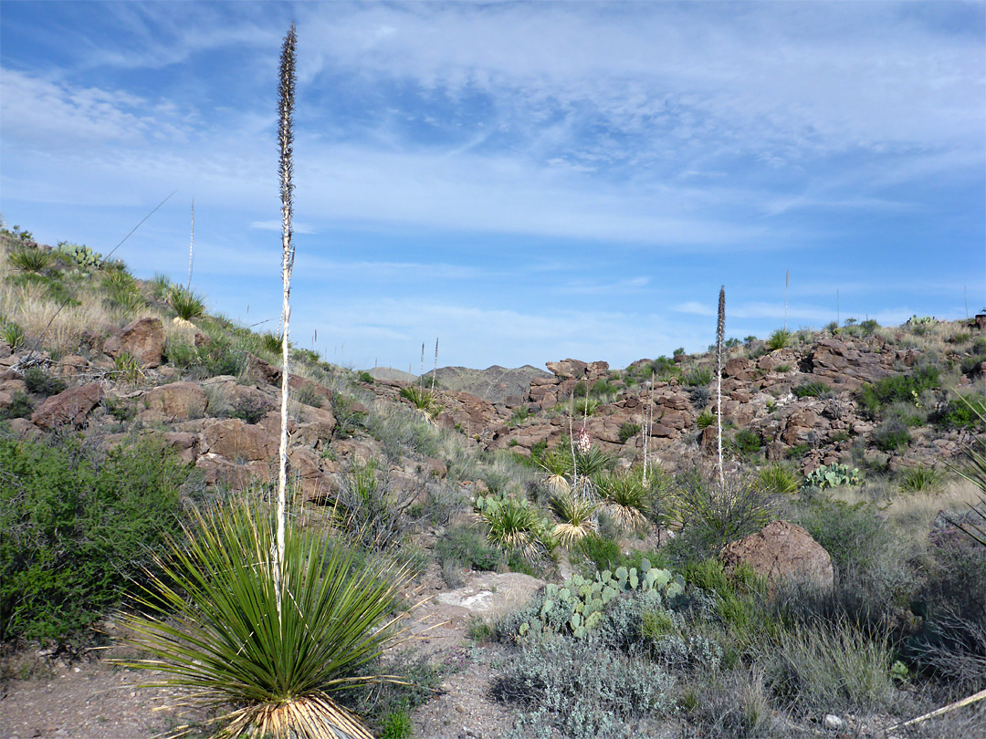 Sotol and opuntia