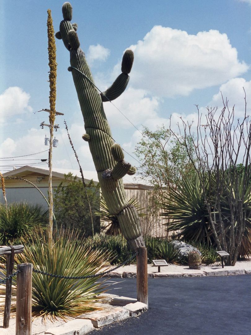 Ancient saguaro