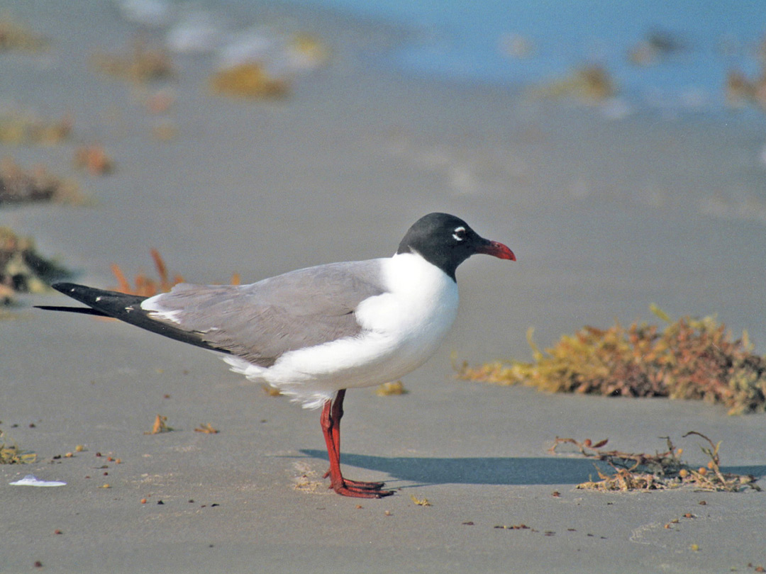 A laughing gull