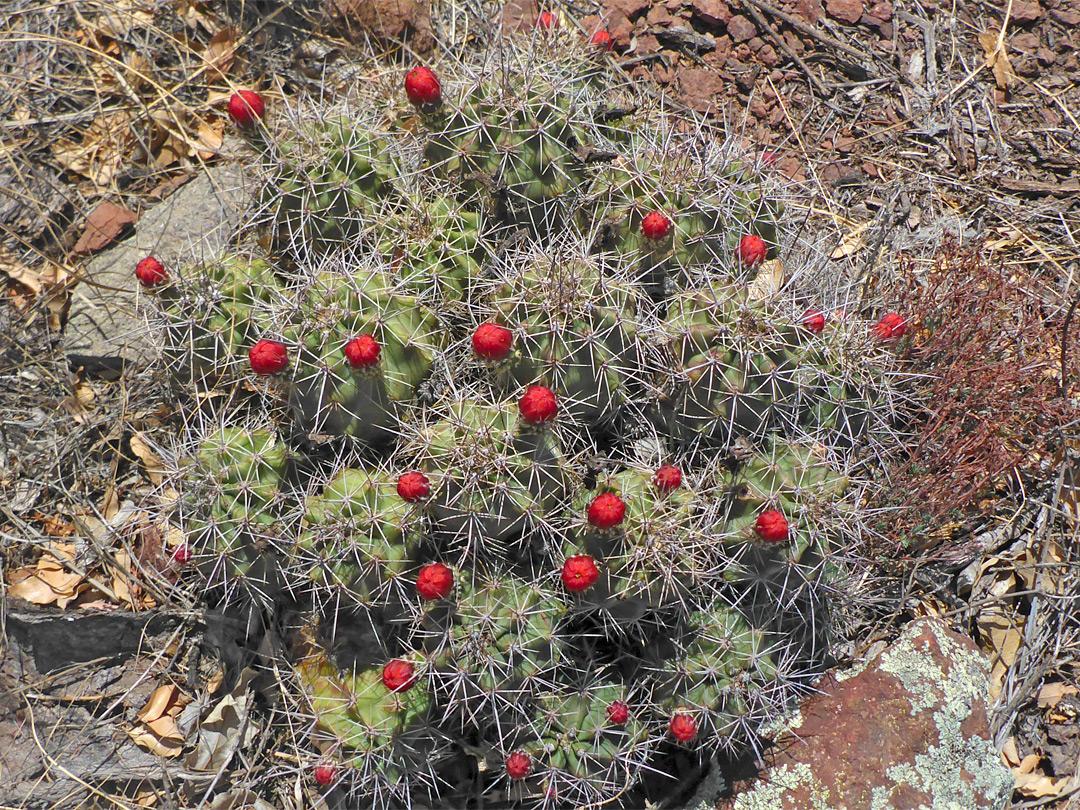 Cactus buds