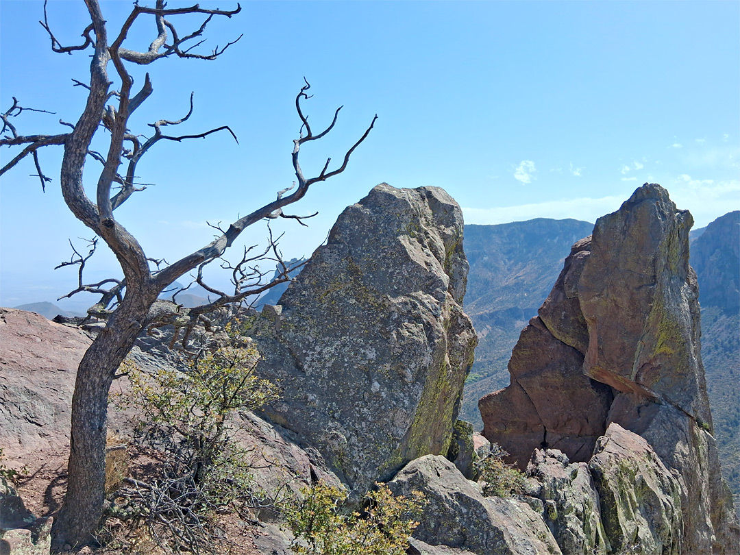 Rocks and dead tree