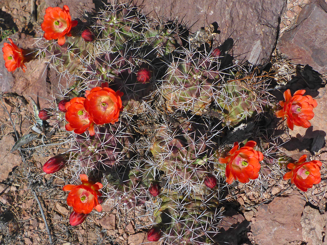 Red cactus flowers