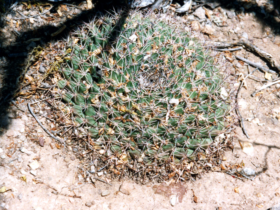 Mammillaria heyderi