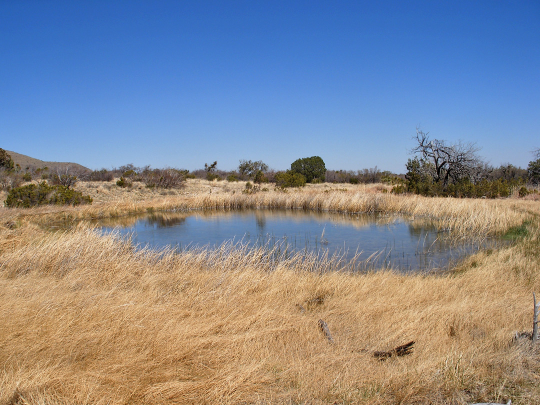 Manzanita Spring