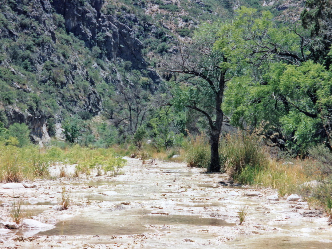 Trees beside McKittrick Creek