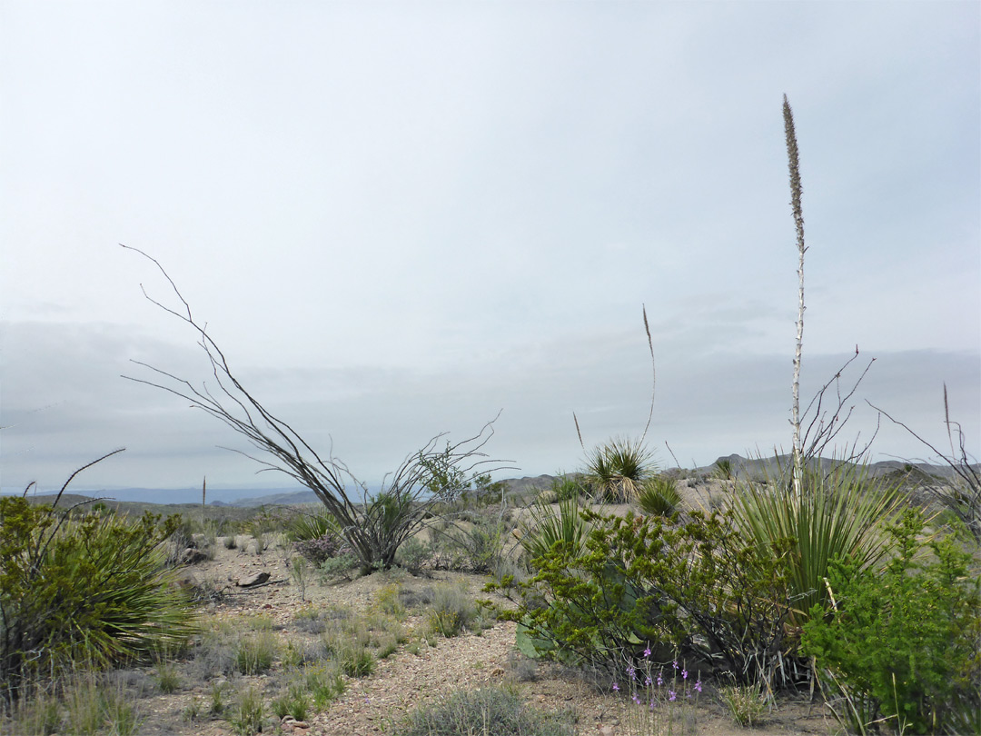 Nolina and ocotillo